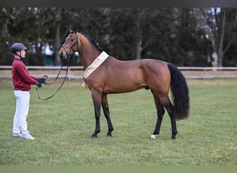 Caballo de deporte alemán, Semental, 3 años, 167 cm, Castaño