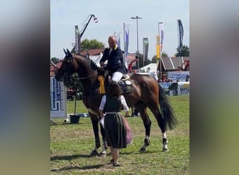 Caballo de deporte alemán, Semental, 9 años, 170 cm, Castaño