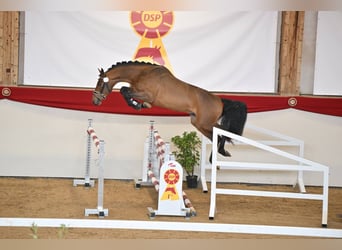 Caballo de deporte alemán, Semental, 3 años, 167 cm, Castaño