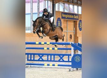 Caballo de deporte alemán, Semental, 9 años, 170 cm, Castaño