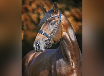 Caballo de deporte alemán, Semental, 4 años, 169 cm, Castaño