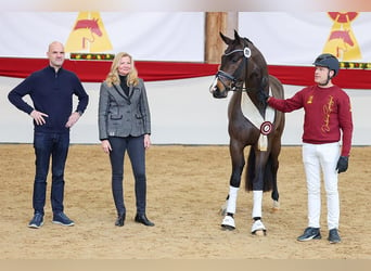 Caballo de deporte alemán, Semental, 3 años, 167 cm, Castaño oscuro