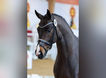 Caballo de deporte alemán, Semental, 3 años, 167 cm, Castaño oscuro