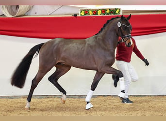 Caballo de deporte alemán, Semental, 3 años, 167 cm, Castaño oscuro