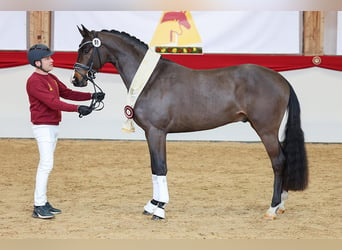 Caballo de deporte alemán, Semental, 3 años, 167 cm, Castaño oscuro