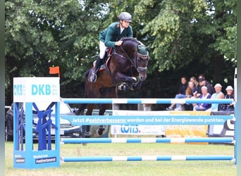 Caballo de deporte alemán, Semental, 14 años, 169 cm, Castaño oscuro
