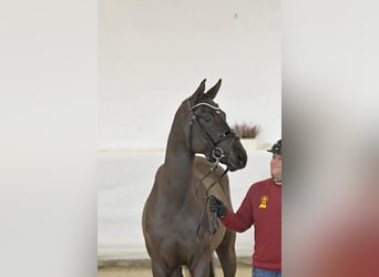 Caballo de deporte alemán, Semental, 3 años, 168 cm, Negro