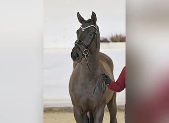 Caballo de deporte alemán, Semental, 3 años, 168 cm, Negro