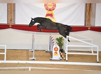 Caballo de deporte alemán, Semental, 3 años, 168 cm, Negro