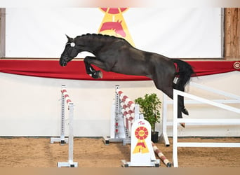 Caballo de deporte alemán, Semental, 3 años, 168 cm, Negro