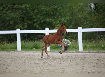 Caballo de deporte alemán, Semental, Potro (04/2026), 165 cm, Castaño oscuro