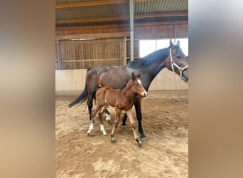 Caballo de deporte alemán, Semental, Potro (05/2026), 167 cm, Castaño
