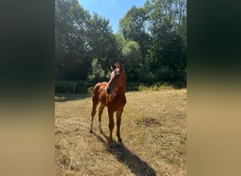 Caballo de deporte alemán, Semental, Potro (05/2026), 167 cm, Castaño