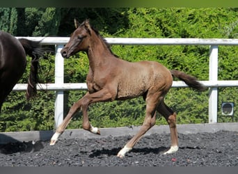 Caballo de deporte alemán, Semental, Potro (03/2026), 167 cm, Negro