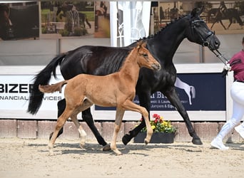 Caballo de deporte alemán, Semental, , 168 cm, Alazán