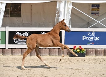 Caballo de deporte alemán, Semental, , 168 cm, Alazán