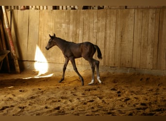 Caballo de deporte alemán, Semental, Potro (04/2026), 168 cm, Castaño