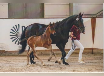 Caballo de deporte alemán, Semental, , 168 cm, Castaño oscuro