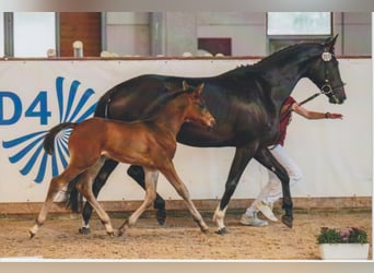 Caballo de deporte alemán, Semental, , 168 cm, Castaño oscuro