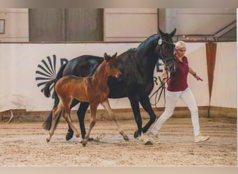 Caballo de deporte alemán, Semental, , 168 cm, Castaño oscuro