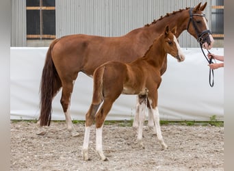 Caballo de deporte alemán, Semental, Potro (05/2024), 169 cm, Alazán