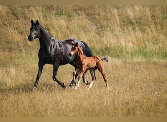 Caballo de deporte alemán, Semental, Potro (07/2026), 169 cm, Castaño
