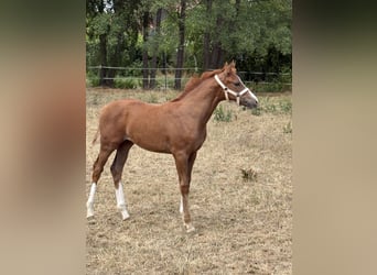 Caballo de deporte alemán, Semental, Potro (04/2026), 170 cm, Alazán