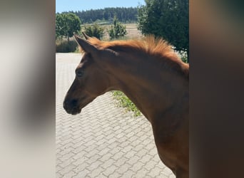 Caballo de deporte alemán, Semental, Potro (04/2026), 170 cm, Alazán