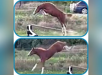 Caballo de deporte alemán, Semental, Potro (05/2025), 170 cm, Alazán