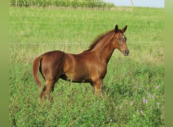Caballo de deporte alemán, Semental, Potro (06/2023), 170 cm, Alazán-tostado