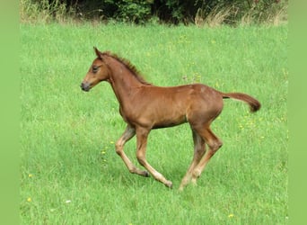 Caballo de deporte alemán, Semental, Potro (06/2023), 170 cm, Alazán-tostado