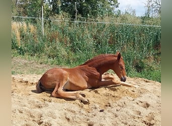 Caballo de deporte alemán, Semental, Potro (06/2023), 170 cm, Alazán-tostado