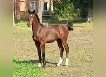 Caballo de deporte alemán, Semental, Potro (03/2024), 170 cm, Castaño