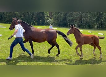 Caballo de deporte alemán, Semental, Potro (03/2024), 170 cm, Castaño