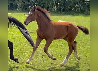 Caballo de deporte alemán, Semental, Potro (03/2024), 170 cm, Castaño