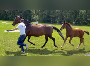 Caballo de deporte alemán, Semental, Potro (03/2024), 170 cm, Castaño