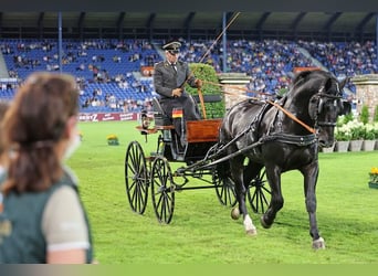 Caballo de deporte alemán, Semental, Potro (03/2024), 170 cm, Castaño