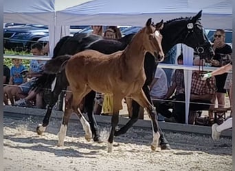 Caballo de deporte alemán, Semental, , 170 cm, Castaño