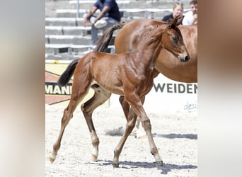 Caballo de deporte alemán, Semental, Potro (05/2026), 170 cm, Castaño