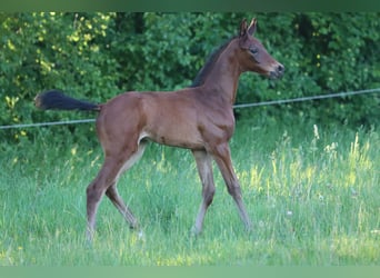 Caballo de deporte alemán, Semental, Potro (05/2026), 170 cm, Castaño