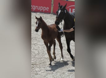 Caballo de deporte alemán, Semental, Potro (03/2025), 170 cm, Castaño