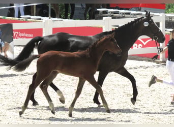 Caballo de deporte alemán, Semental, Potro (03/2025), 170 cm, Castaño