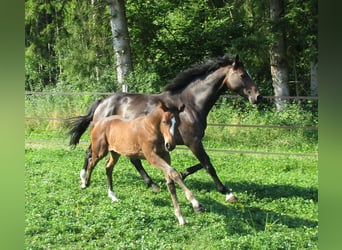 Caballo de deporte alemán, Semental, Potro (03/2025), 170 cm, Castaño