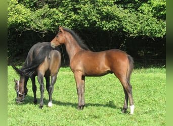 Caballo de deporte alemán, Semental, Potro (03/2025), 170 cm, Castaño