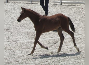 Caballo de deporte alemán, Semental, Potro (03/2025), 170 cm, Castaño