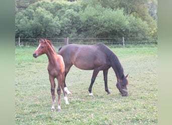 Caballo de deporte alemán, Semental, Potro (03/2025), 170 cm, Castaño