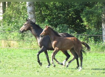 Caballo de deporte alemán, Semental, Potro (03/2025), 170 cm, Castaño