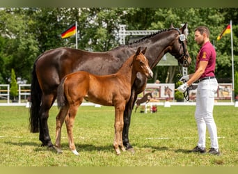 Caballo de deporte alemán, Semental, Potro (05/2024), 170 cm, Castaño