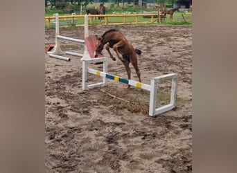 Caballo de deporte alemán, Semental, Potro (05/2024), 170 cm, Castaño