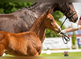 Caballo de deporte alemán, Semental, Potro (05/2024), 170 cm, Castaño